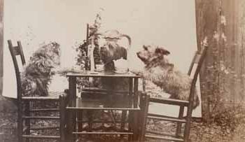 Three dogs at tea in garden 